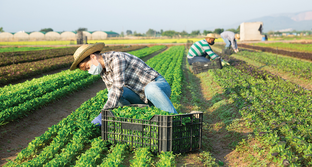 Farm Bureau study: H‐2A use hits record levels