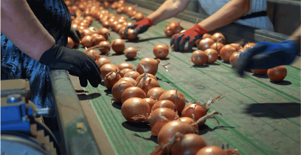 Vidalia Onion pack season kicks off Apr. 13 in Georgia