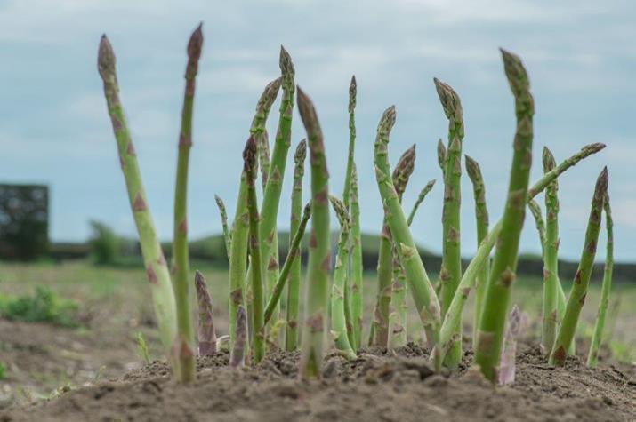 Michigan asparagus growers remain cautiously optimistic despite rising costs and import pressure