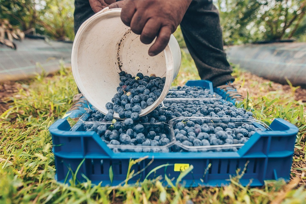 Farm labor summer update: H-2A continues record climb