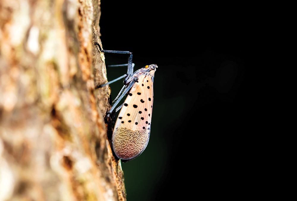 Q&A: IPM expert explains the Spotted Lanternfly risk