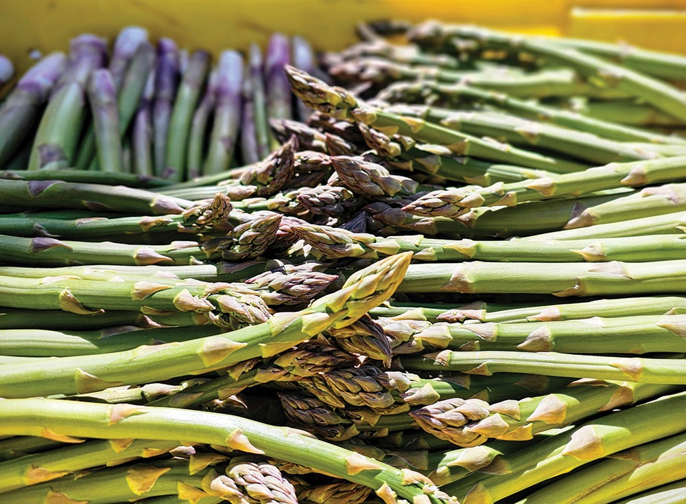 Growers share strategies for building profitable asparagus production
