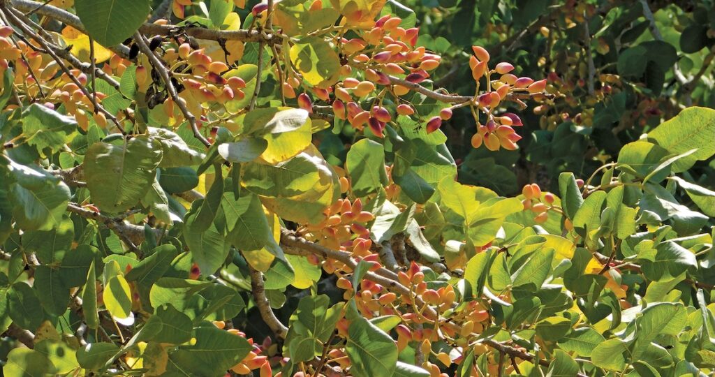 UC Davis, Pistachio Research Board seek grower input on climate impacts to fruit set
