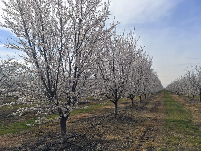 New nitrogen and potassium calculator aims to boost almond nutrient efficiency