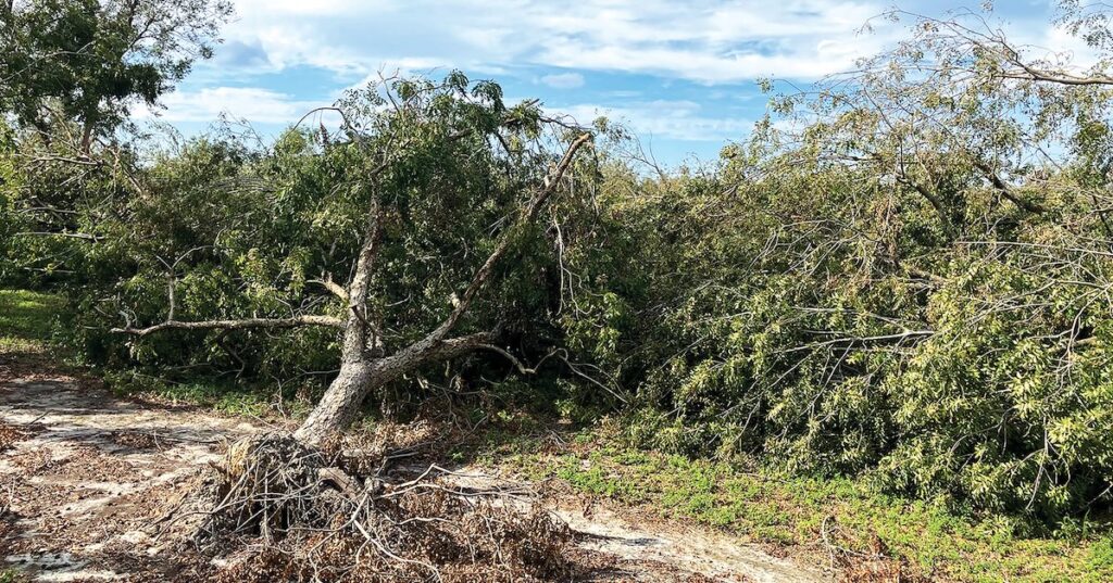 Georgia pecan growers eligible for Hurricane Helene relief starting March 16