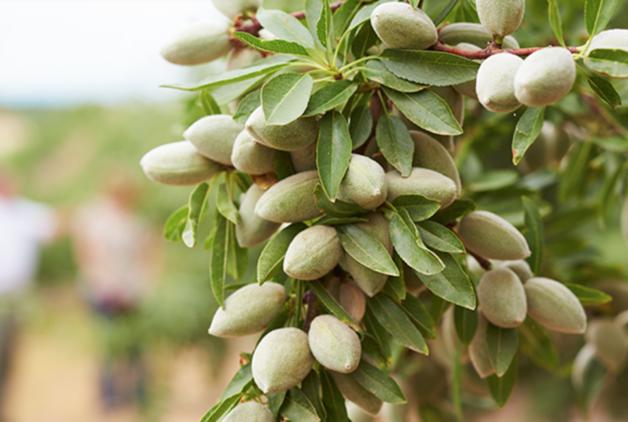 February almond position report shows mixed demand, weaker domestic shipments