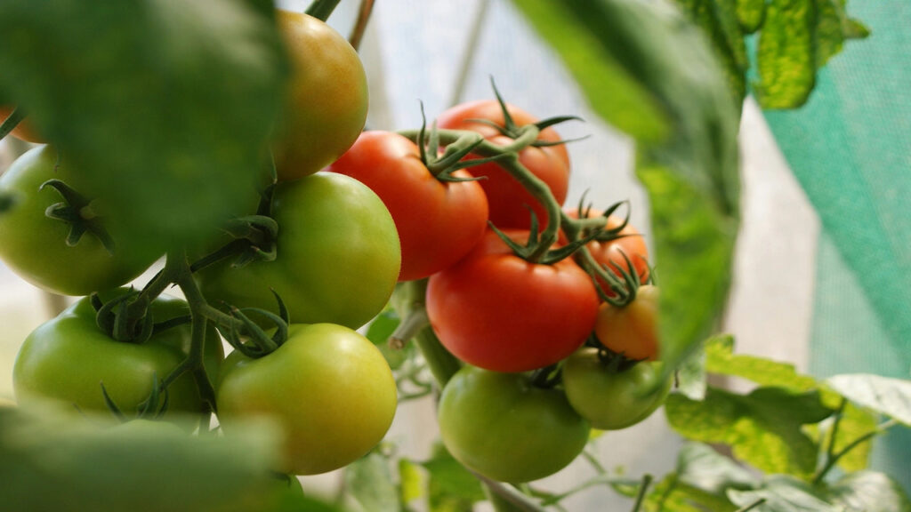 Market report: Organic tomato supplies tighten, California grape season ramps up