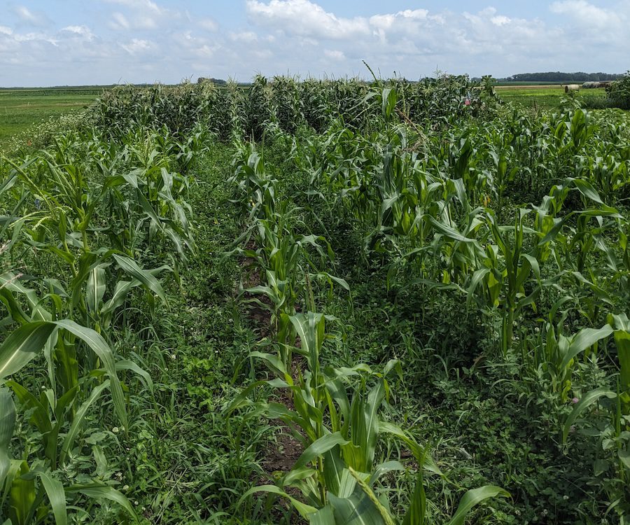 Veg Connections: Perennial living mulch systems tested in organic sweet corn