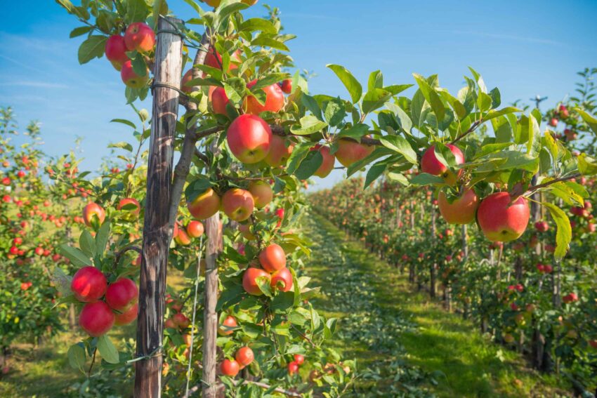 Midseason update: Apple growers face ‘critical inflection point’ as prices fall, costs rise