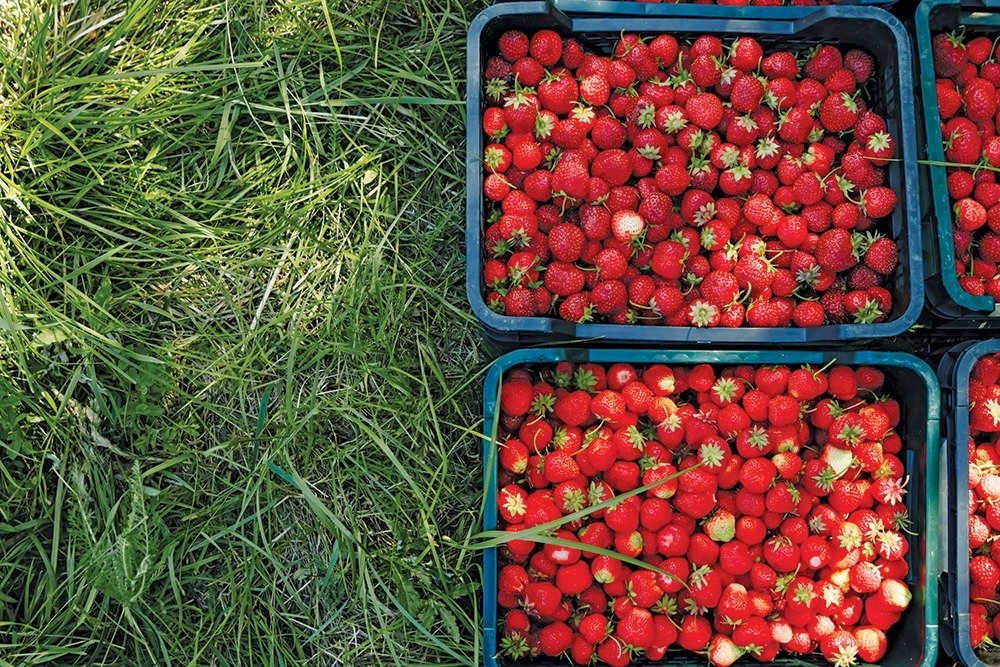 2026 Farm Labor Survey: Growers turn to H-2A, automation to fill workforce gaps
