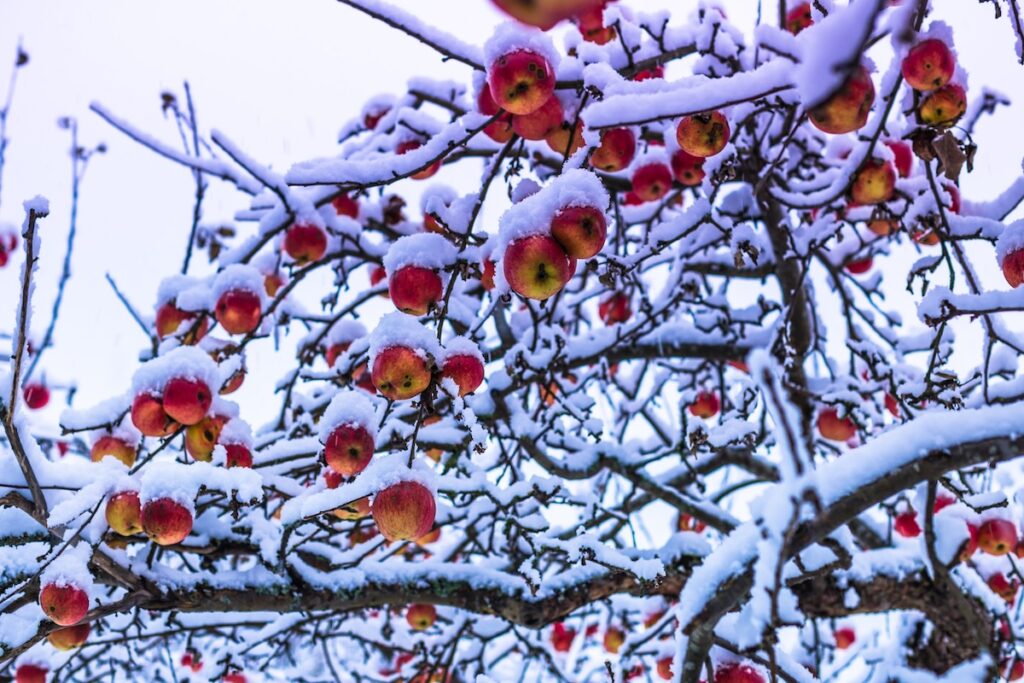 Freeze fallout: Florida tallies massive losses in fruit, vegetable and specialty crops