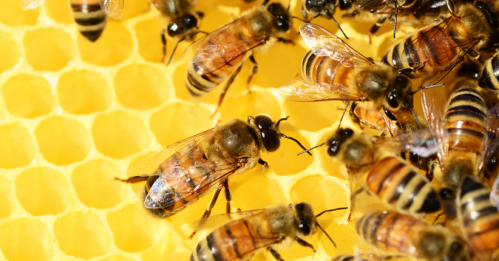 MSU: grower’s guide for pollinator health during fruit tree bloom