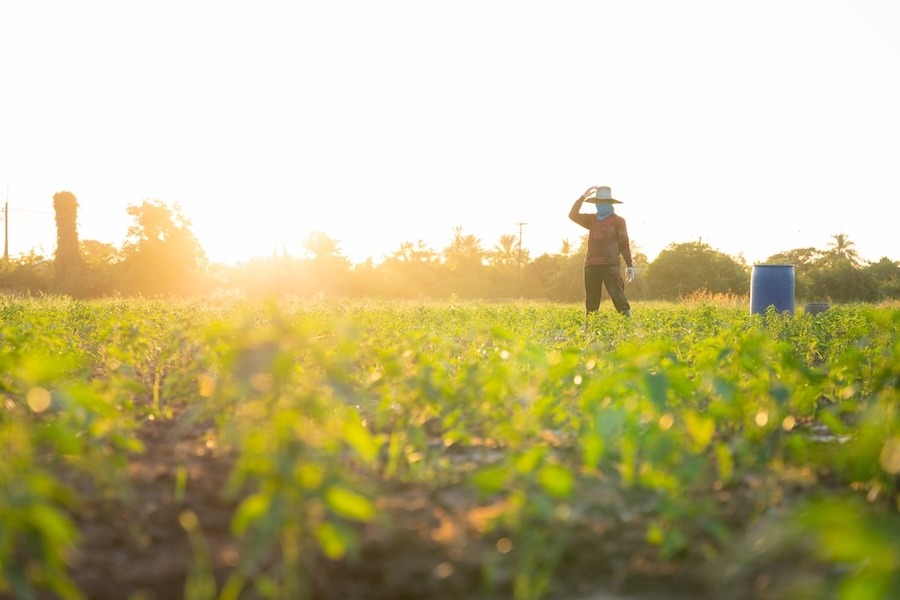 Long awaited SAWA labor reform drops, H-2A and immigration debate continues