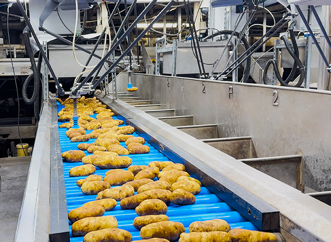 AI driving advances in automated potato sorting, grading