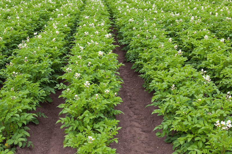 Biostimulants provide natural boost to potato production