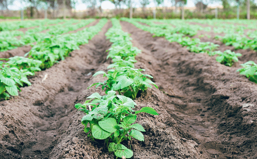 Report forecasts drop in planted acreage in 2026 in reporting states