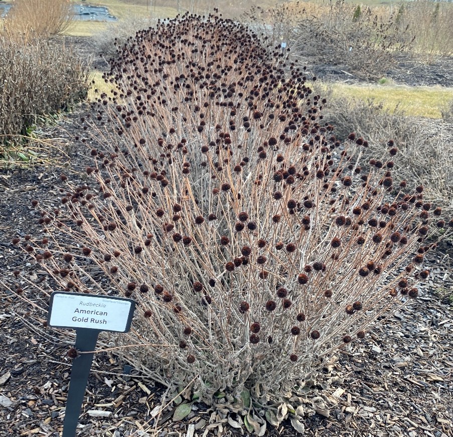 Forty Under 40 Perspectives: Plants that look good dead