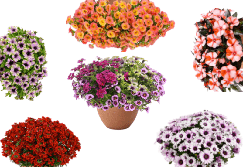 Danziger previews 2027 genetics ahead of California Spring Trials