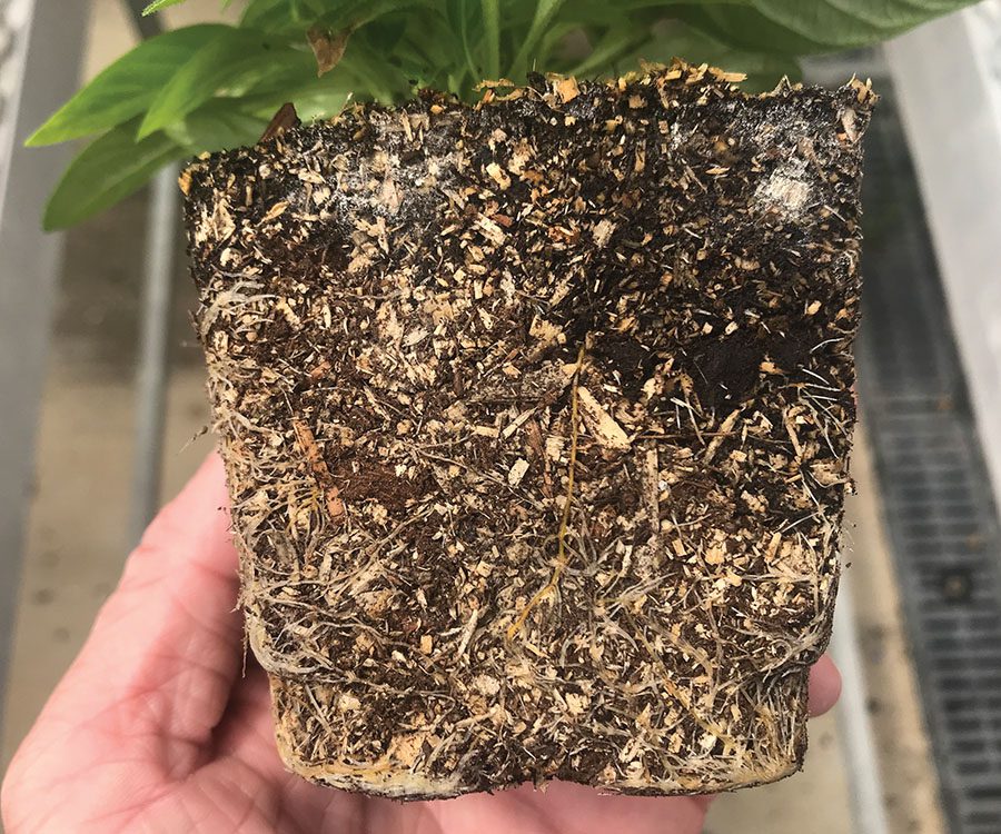 How good substrates can go bad with improper management