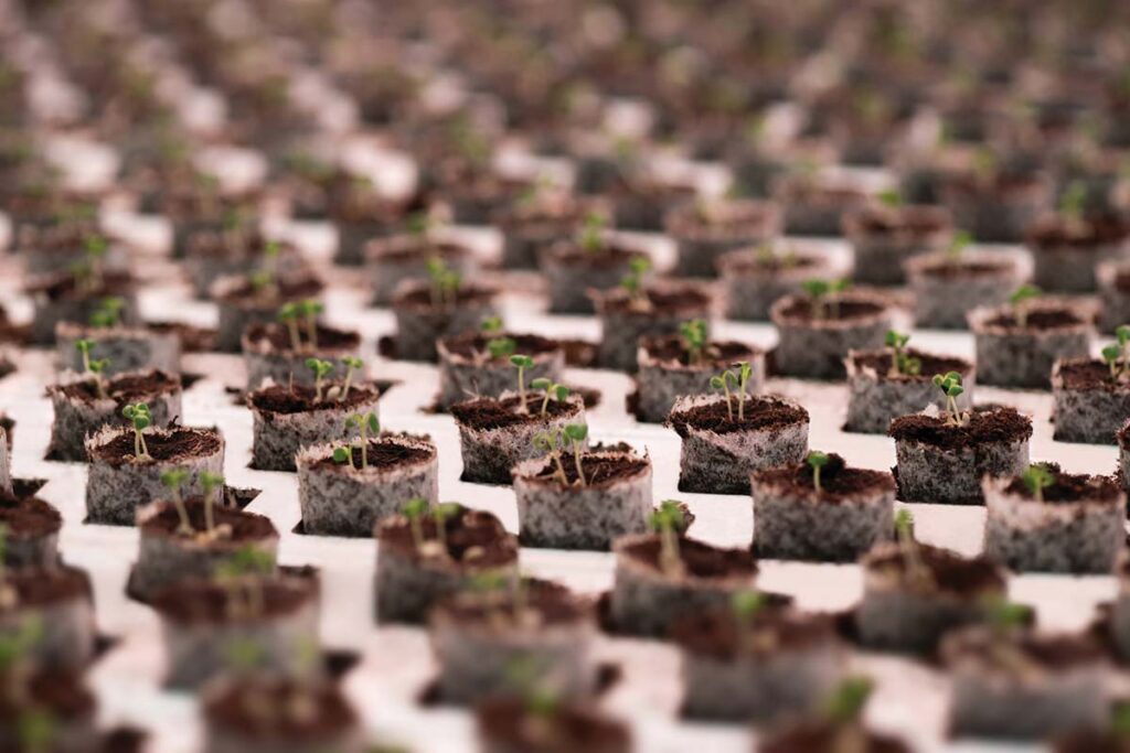 Healthy root zones: Strength below the surface