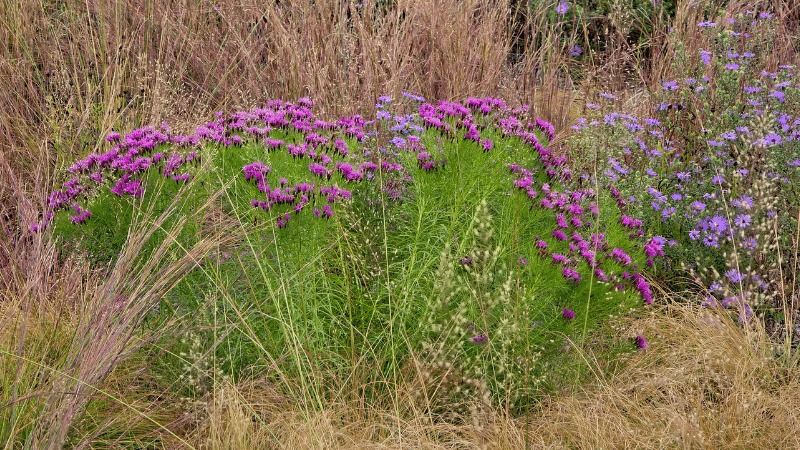 Vernonia ‘Summer’s Swan Song’ selected as 2027 Perennial Plant of the Year